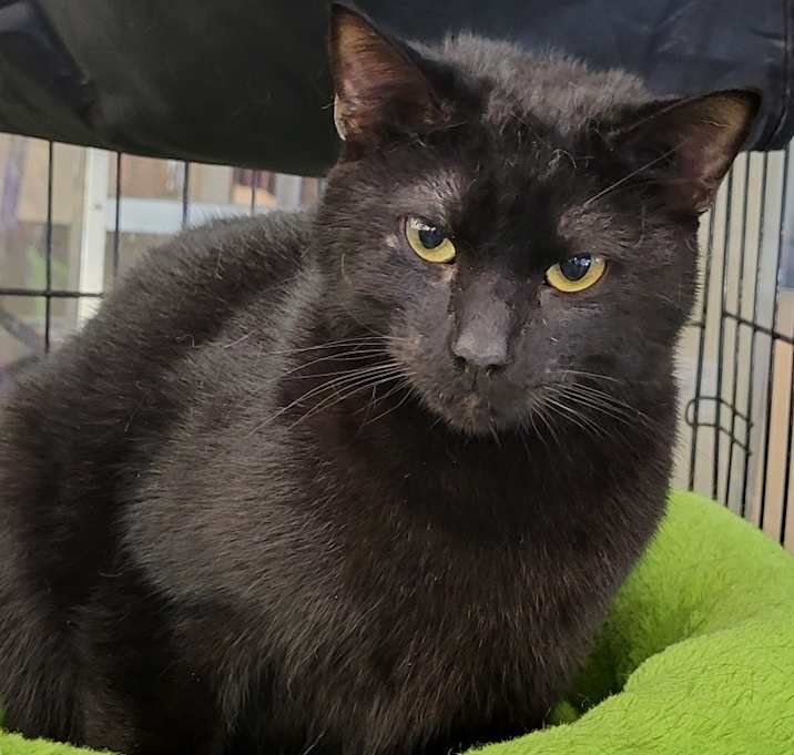 Photo of Bo
