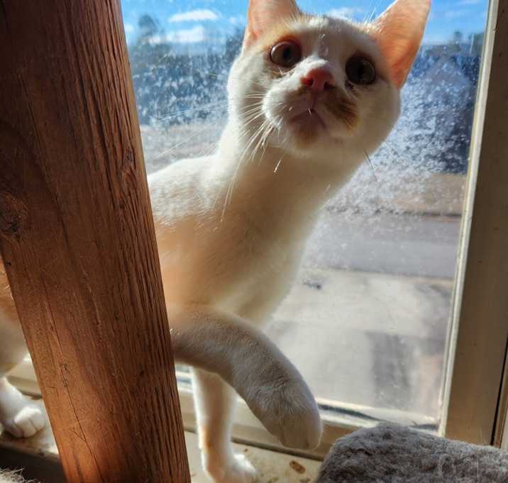Photo of Fergus