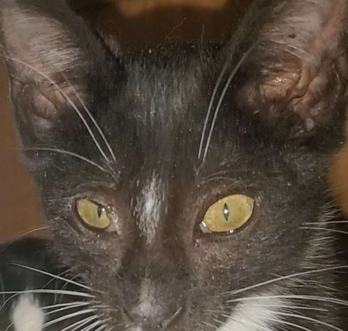 Photo of Samwise