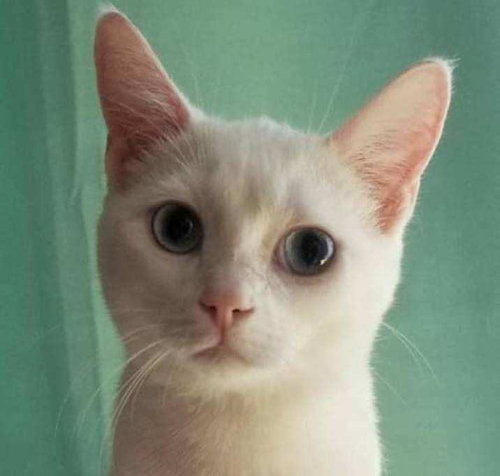 Photo of Turnip