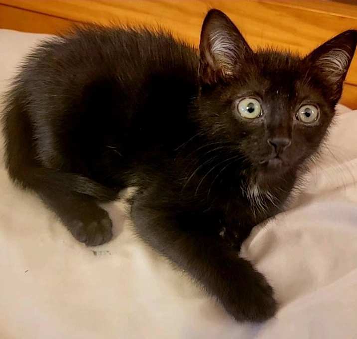 Photo of CatDog Jr