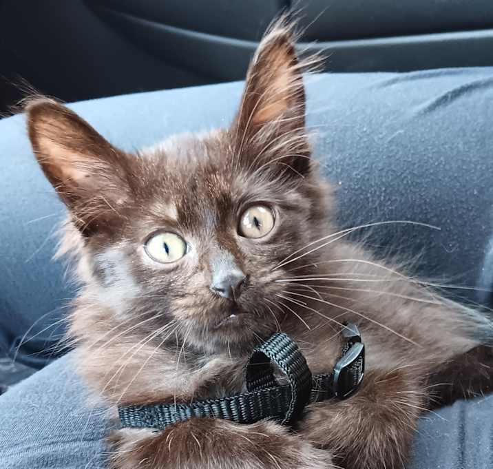 Photo of Wolverine