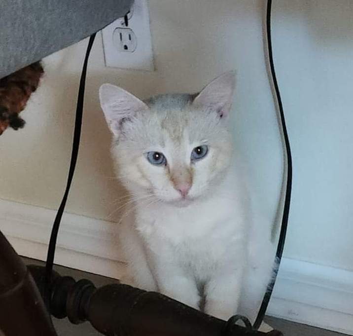 Photo of Frankie