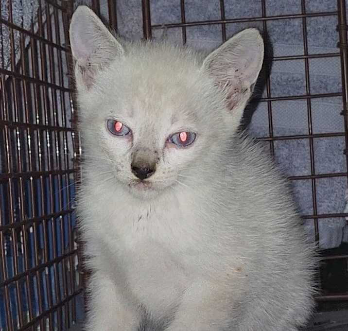 Photo of Sylvia