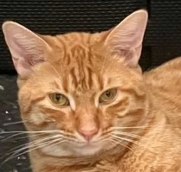 Photo of Cheeto