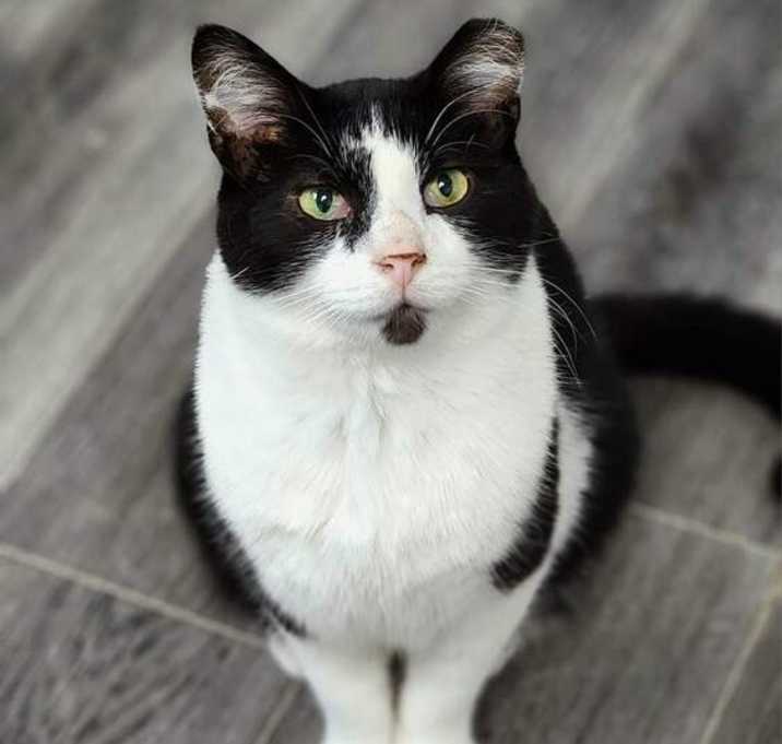 Photo of Kitten Kaboodle