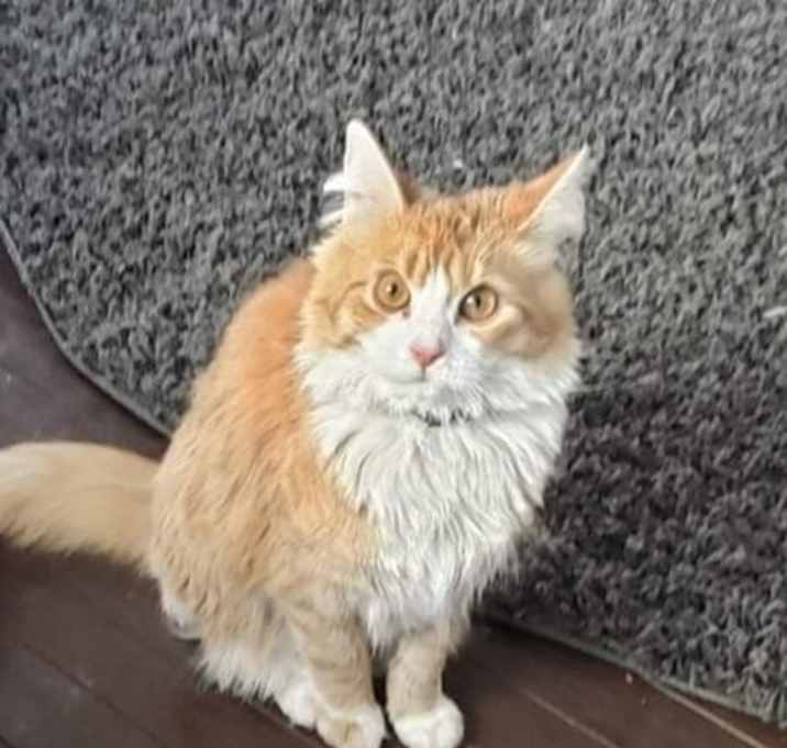 Photo of Cato