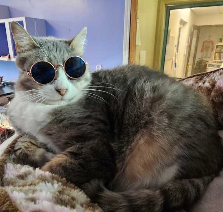 Photo of Toast