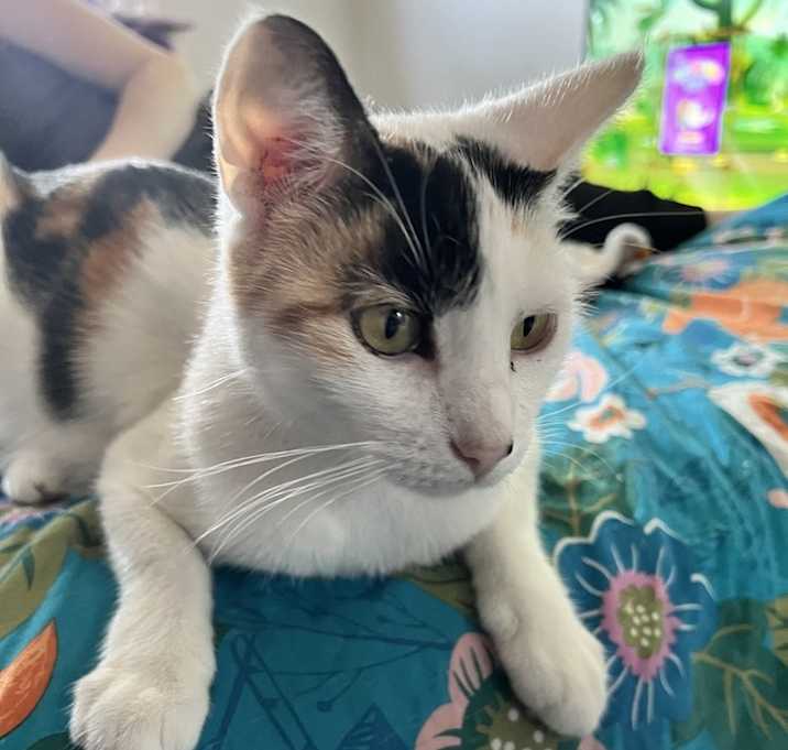 Photo of Galadriel