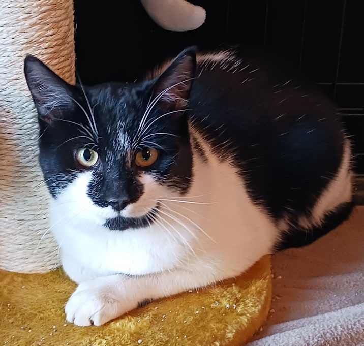 Photo of Patches