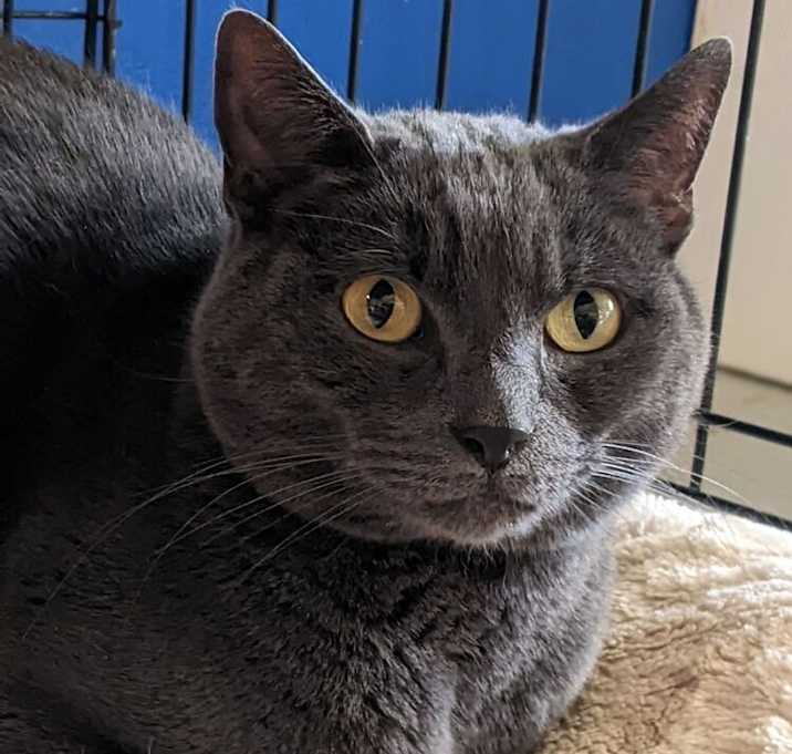 Photo of Smokey(Buford)