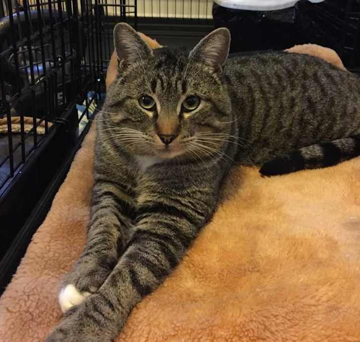 Photo of Sam- Adoption fee sponsored, longest resident