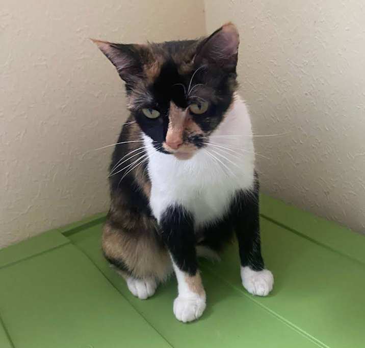 Photo of Pepper