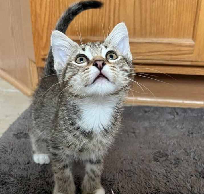 Photo of Mutt the Cat
