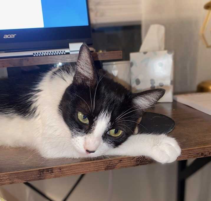 Photo of Poppy Cat