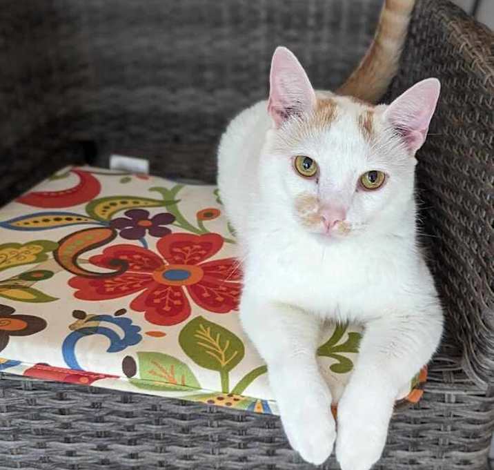 Photo of Linus