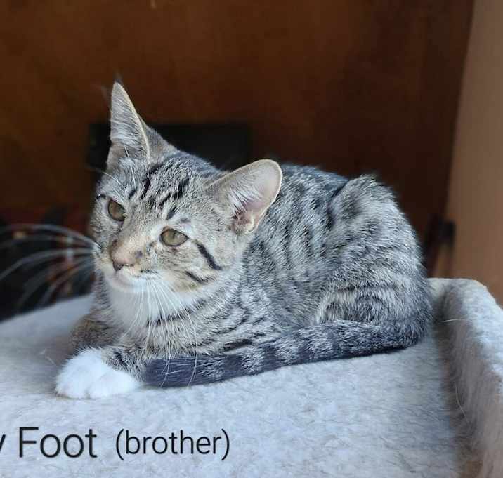 Photo of Greyfoot