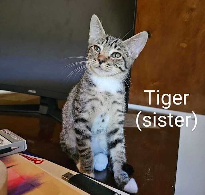 Photo of Tiger