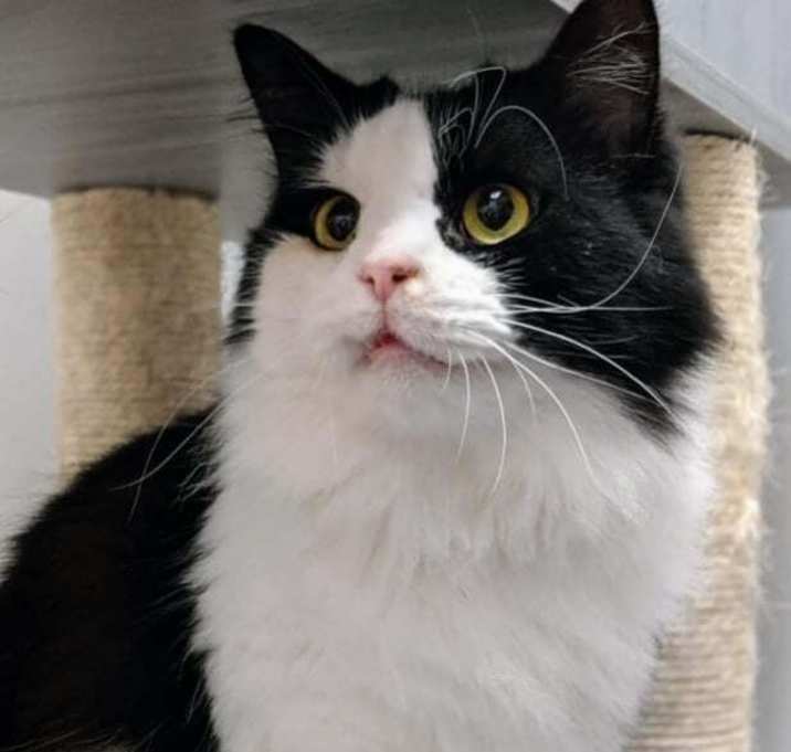 Photo of Humphrey