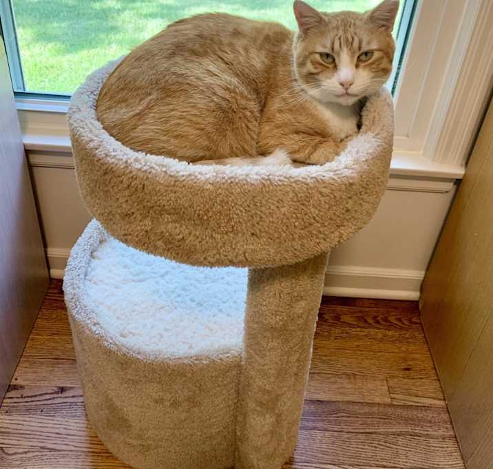 Photo of Ollie