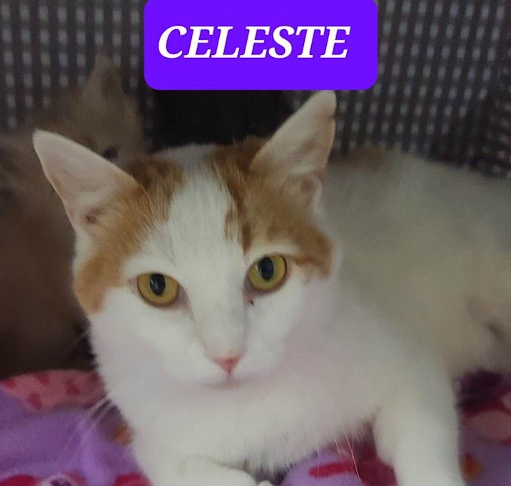 Photo of CELESTE