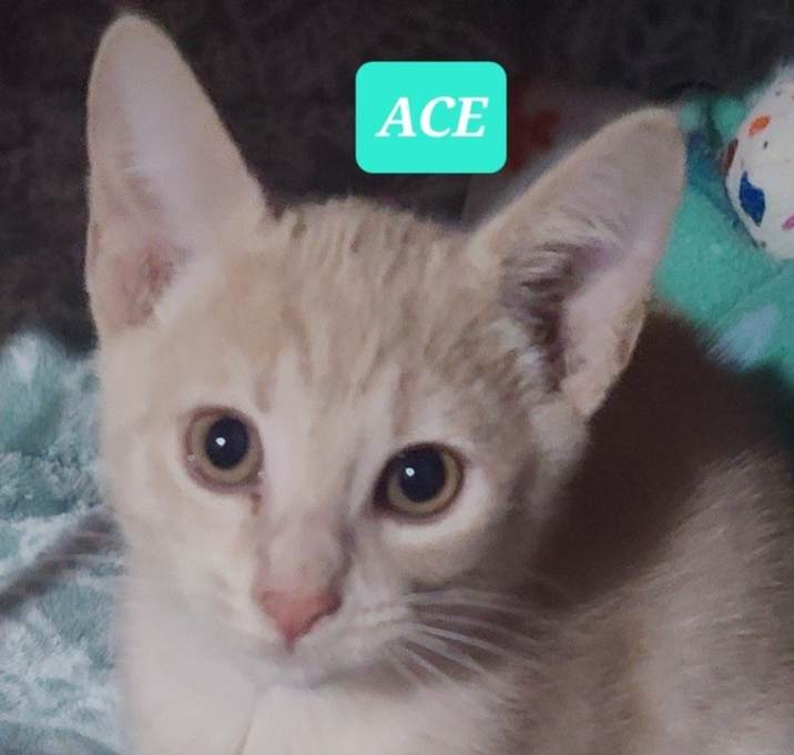 Photo of ACE