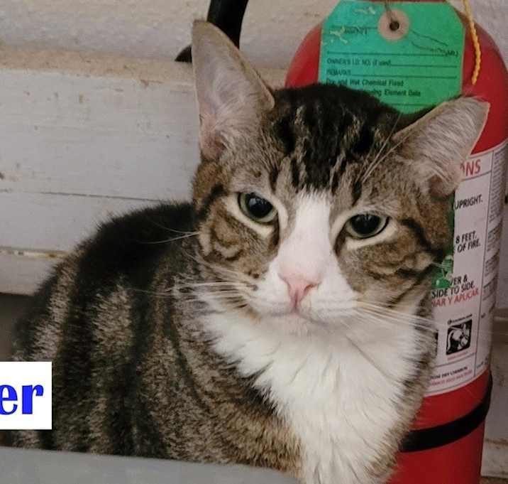 Photo of Feral - Tiger