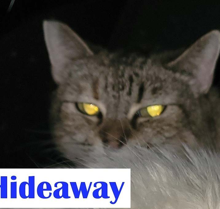 Photo of Feral - Hideaway