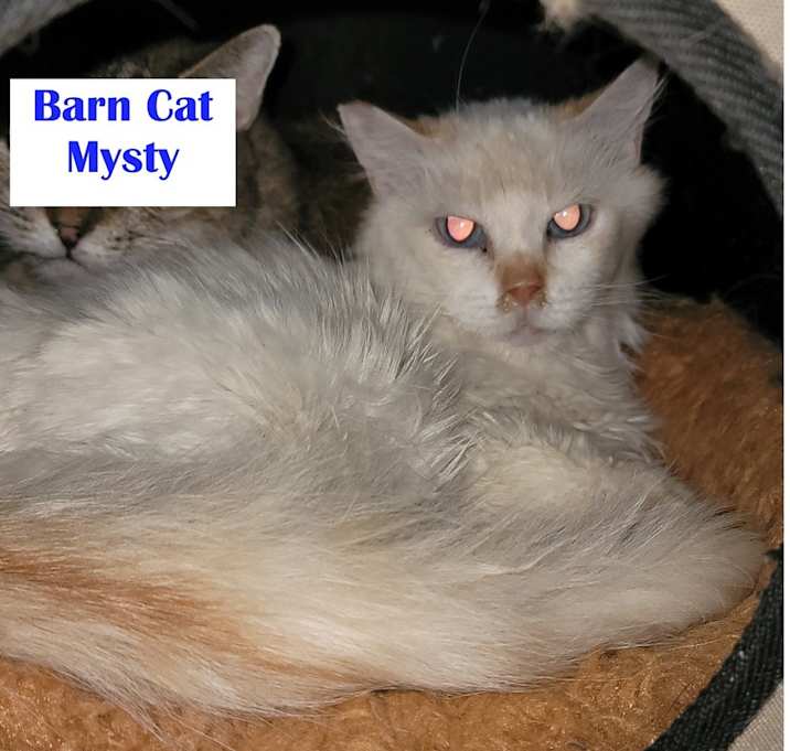 Photo of Feral-Mysty