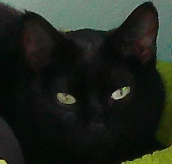 Photo of Onyx