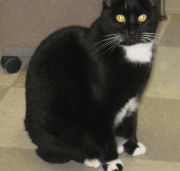 Photo of Shadow