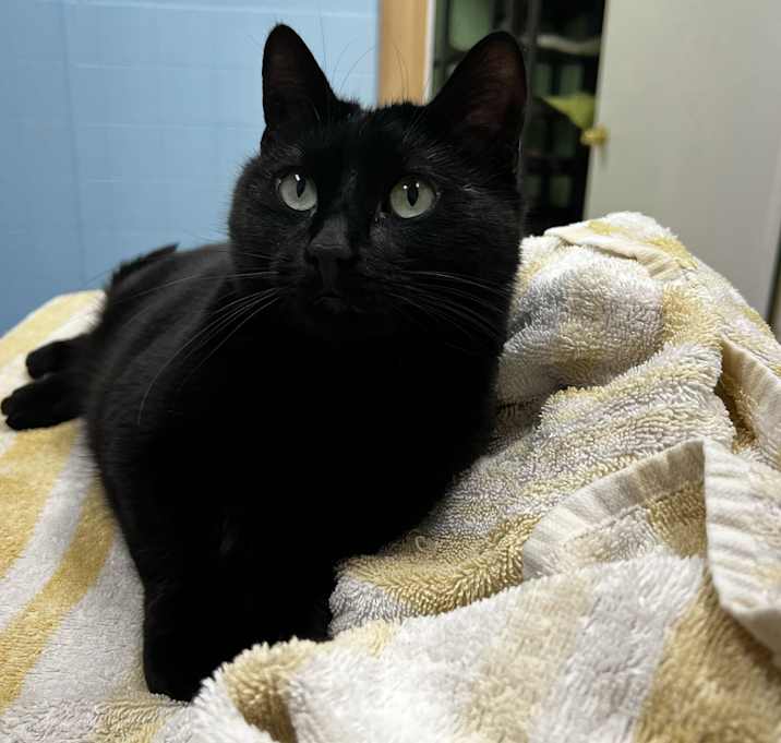 Photo of Opal