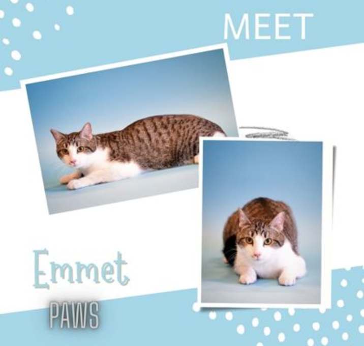 Photo of Emmet