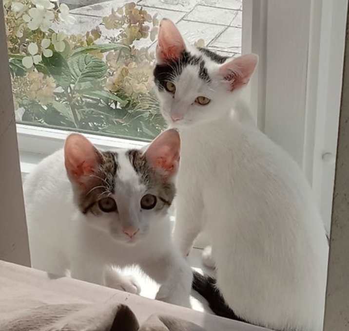 Photo of Guapo and Bonita bonded siblings