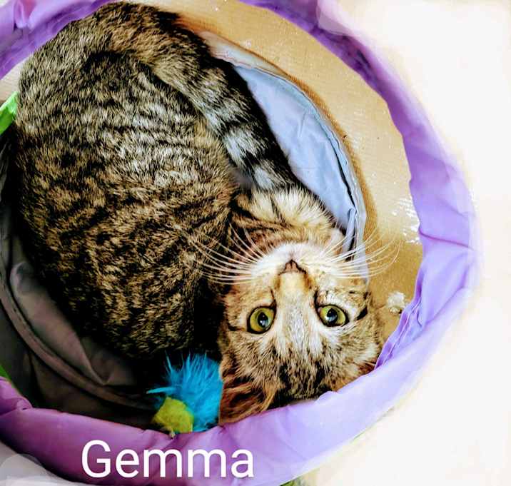 Photo of Gemma