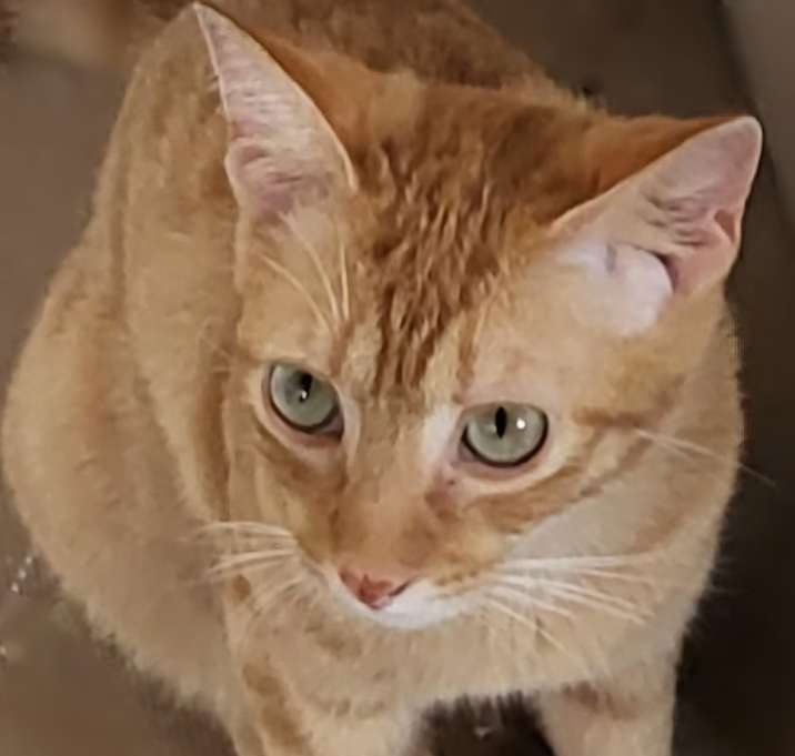 Photo of Dominic