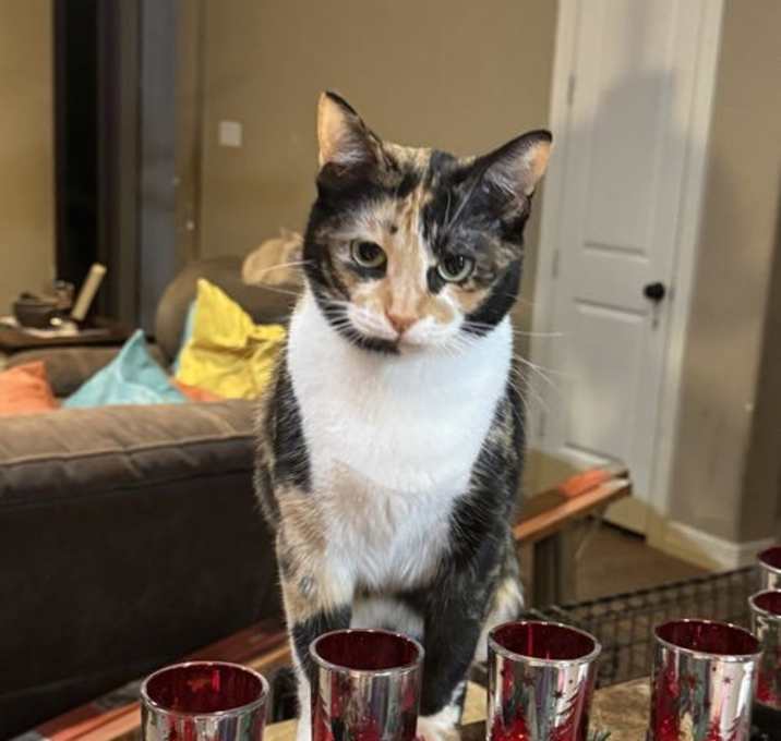 Photo of Patches