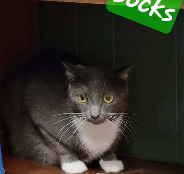 Photo of Socks