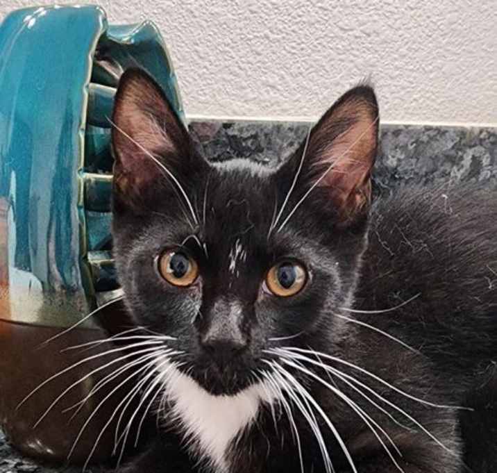 Photo of Gideon