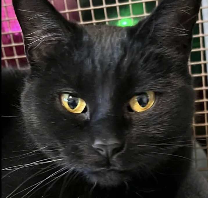 Photo of Cinder