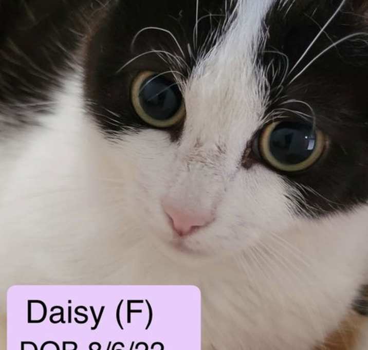 Photo of Daisy