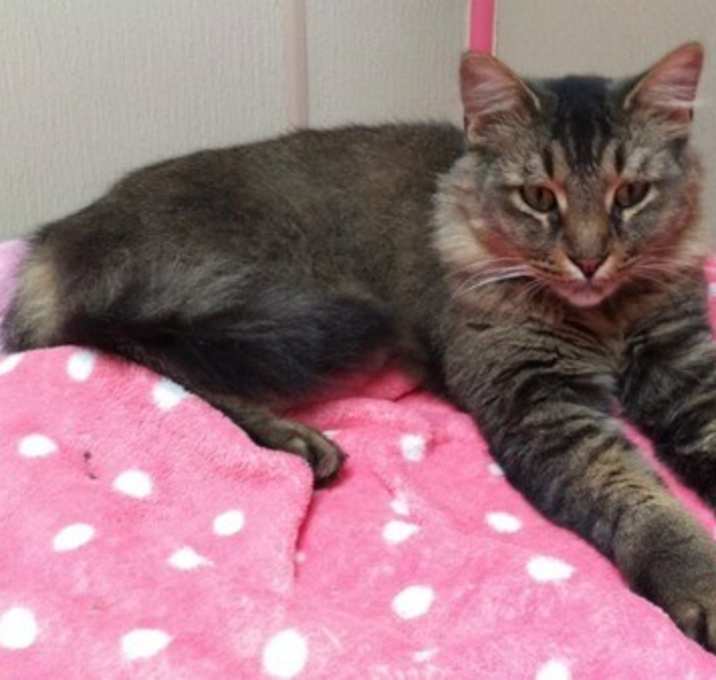 Photo of Pistol