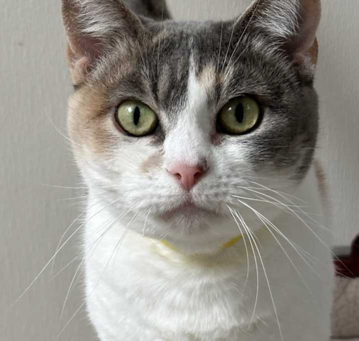 Photo of Peanut
