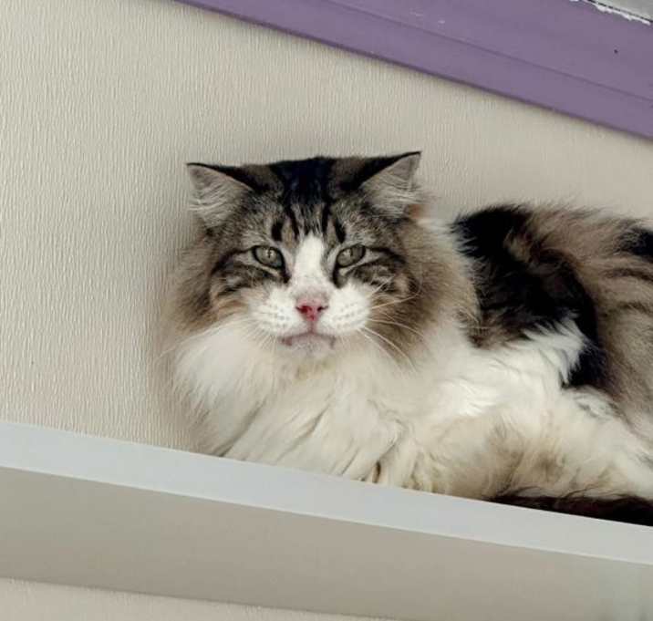 Photo of Sven