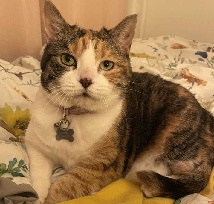 Photo of Akira