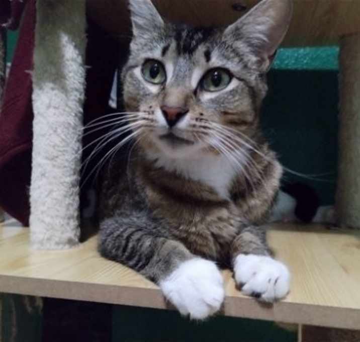 Photo of Cookie