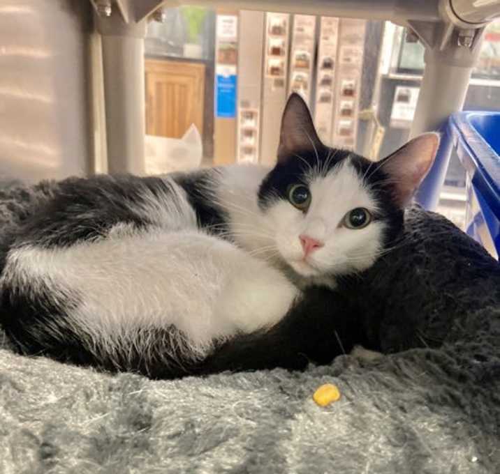 Photo of Tuxedo aka Tuxy *FEE WAIVED *