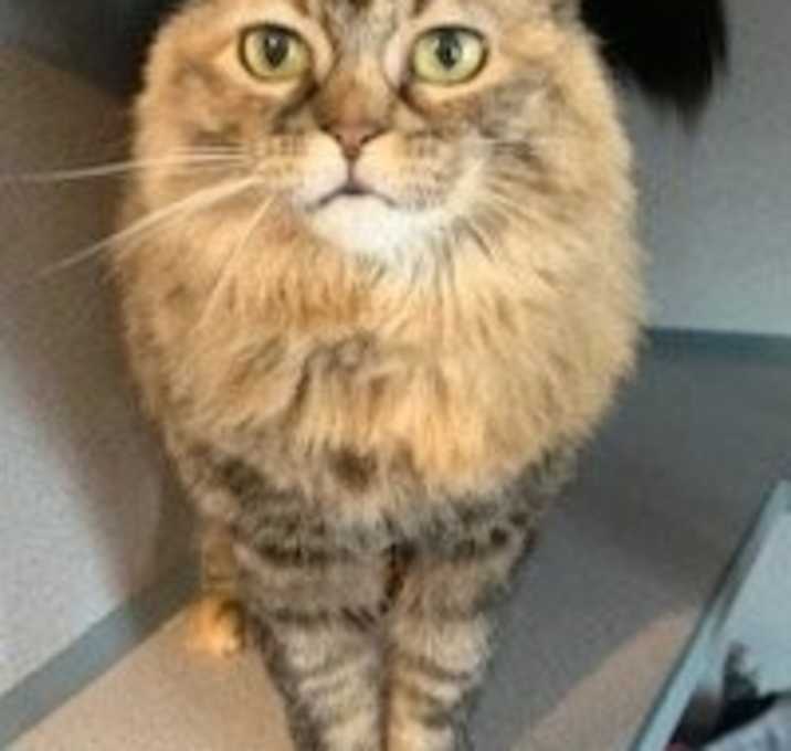 Photo of Pelusa