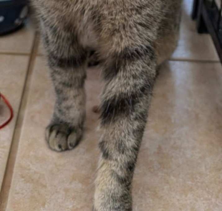 Photo of Fresca