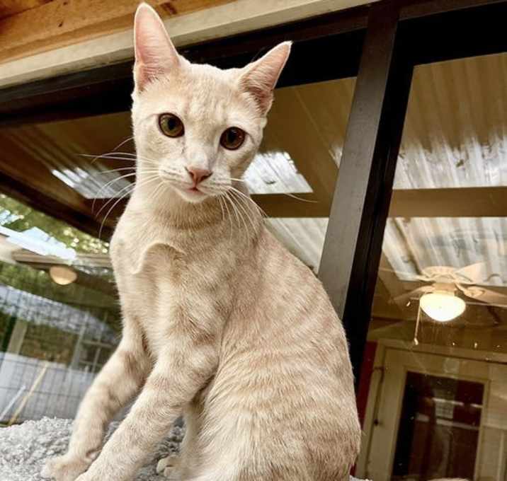 Photo of Custard